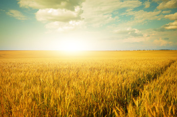 Obraz premium Wheat field summer sunny day under cloudy blue sky