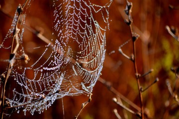 Rosa fell on a spider web in nature. Photographed outdoors.