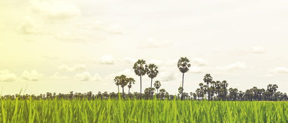 Paddy rice field green grass on beautiful blue sky background