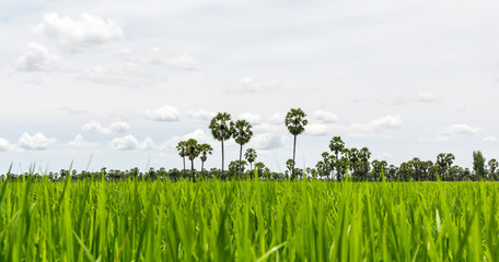 Paddy rice field green grass on beautiful blue sky background