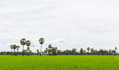 Paddy rice field green grass on beautiful blue sky background
