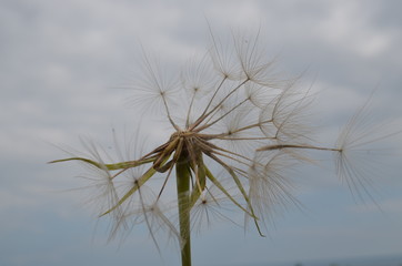 A dandelion in the sky. Covered in the open air.