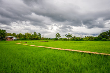 Landscape of bamboo bridge stretches out to the rice field with cloudy sky at Pua district, Nan in Thailand