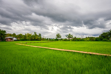 Naklejka premium Landscape of bamboo bridge stretches out to the rice field with cloudy sky at Pua district, Nan in Thailand