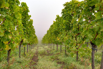 Fototapeta na wymiar Vineyards in autumn. Autumnal landscape in the vineyards of Luxembourg at the Moselle on a foggy morning