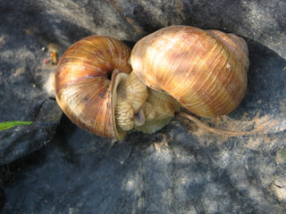 Accouplement escargots de Bourgogne