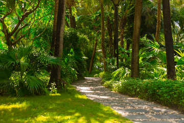 Trail in the tropical jungle in the afternoon. Tropic in the park. Stone road in forest