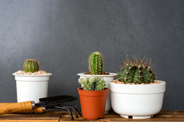 Adorable indoor cactus garden