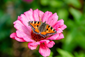 Fototapeta na wymiar Butterfly hives sitting on a flower of zinnia