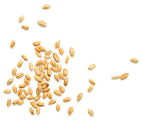 wheat grain - 173212511