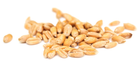 wheat grain