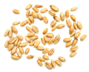 wheat grain