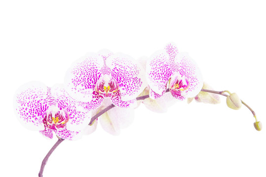 Fototapeta Orchideenzweig