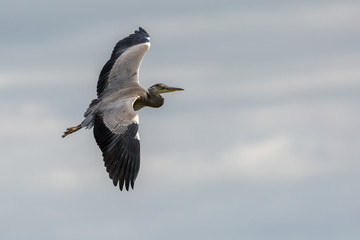 Grey Heron in flight
