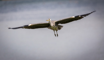 Grey Heron in flight