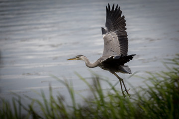Grey Heron in flight