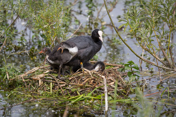 European Coot (Fulica atra) chicks and parent