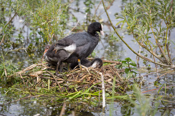 European Coot (Fulica atra) chicks and parent