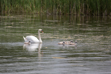 Beautiful Mute Swan family
