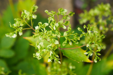 Hydrangea arborescens green plant