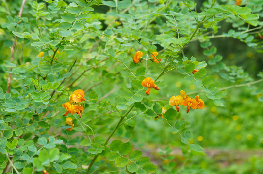 Colutea orientalis orange and green plant 