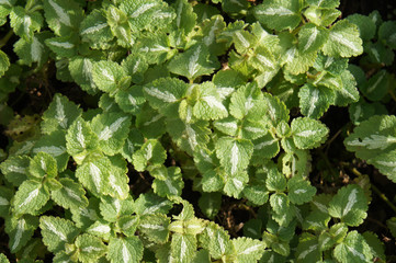 Lamium maculatum or spotted deadnettle green and white plant 
