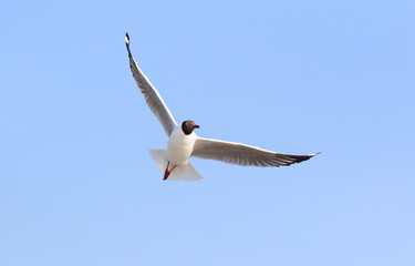 Seagull flying in beautiful sky.