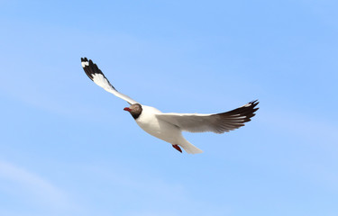 Seagull flying in beautiful sky.