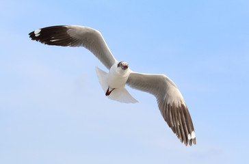 Seagull flying in beautiful sky.