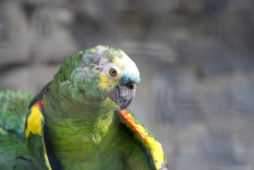 A green parrot in the garden.                             