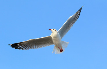 Seagull flying in beautiful sky.