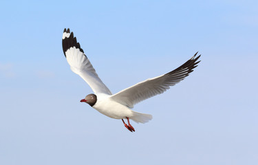 Obraz premium Seagull flying in beautiful sky.
