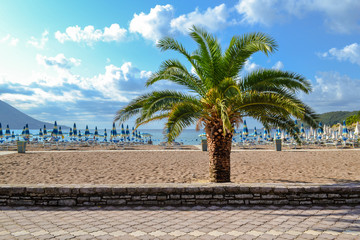 Fototapeta na wymiar Palm tree on the background of the beach Montenegro. The Budva Riviera. Becici.
