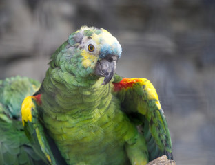 A green parrot in the garden.                             