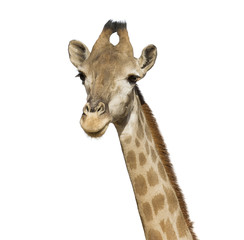 giraffe head isolated on white background