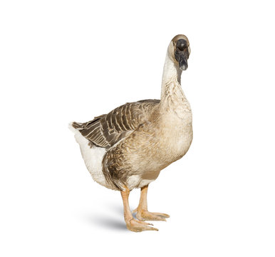 duck isolated on white background 