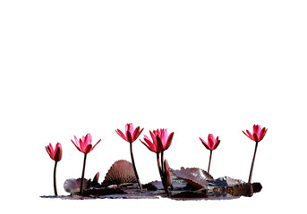 isolated lotus water lily red flower side view. Graphic resource on white background