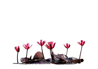 Papier Peint photo Lavable Nénuphars isolated lotus water lily red flower side view. Graphic resource on white background