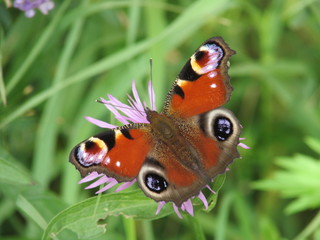 Inachis io butterfly