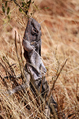 Lézard à collerette