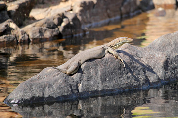 Mertens' water monitor Varanus mertensi