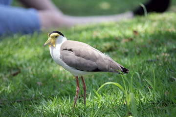 Vanneau soldat masked lapwing