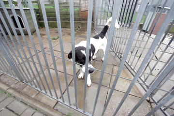 czarno-biały smutny pies w schronisku - obrazy, fototapety, plakaty
