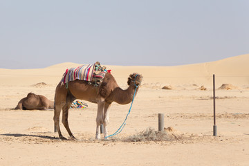 camel in the background of the desert