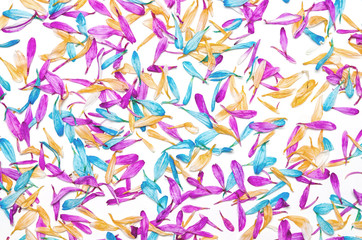 Colorful flowers pattern on white background. Festive greeting card.
