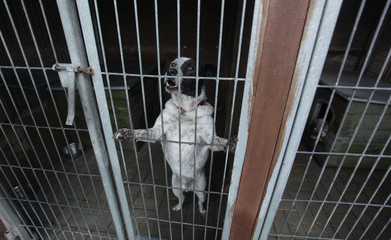 biało - brązowy pies opierający się o kraty w schronisku