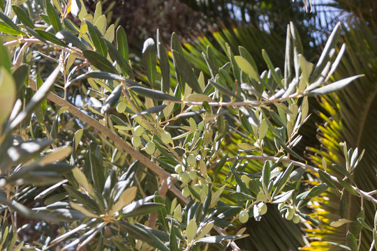 green olives on branches