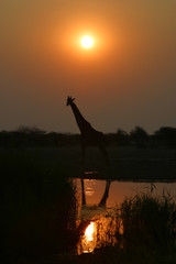 Giraffe im Sonnenuntergang