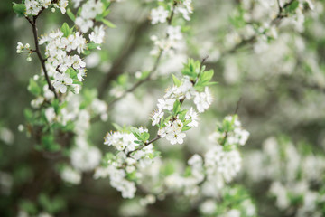 Spring flowering branches of Cherry blossom on green background