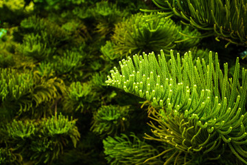 Pine leaves pattern on the surface for background. Green prickly branches of evergreen tree